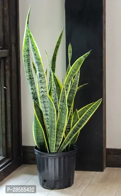 Best Snake Plant-thumb0