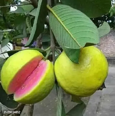 Platone Guava Plant Hybrid_Guava2-thumb0