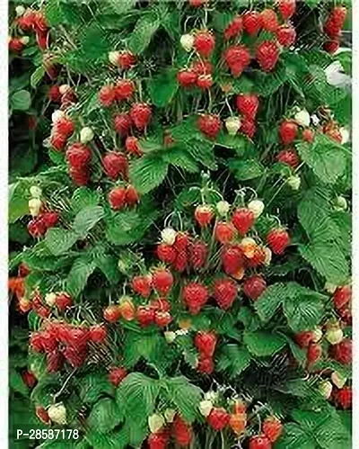 Platone Strawberry Plant STRAWBERRY PLANT OTJ-thumb0