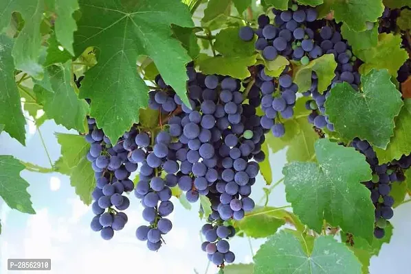 Platone Grapes Plant 71Grape Hybrid Plant-thumb0