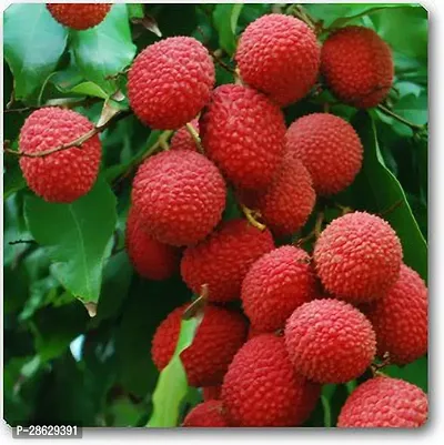 Platone Litchi Plant UDC