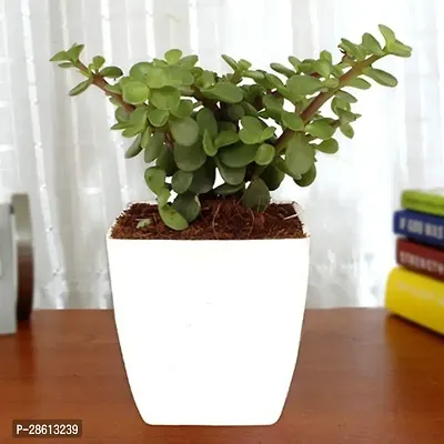 Platone Jade Plant Jade Plant WHITE POT