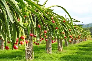 Platone Dragon Tree Red, YellowWhite dragon plant-thumb1