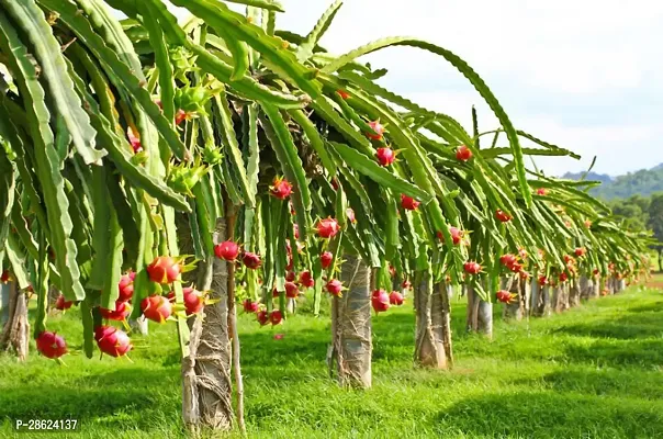 Platone Dragon Tree Red, YellowWhite dragon plant-thumb2