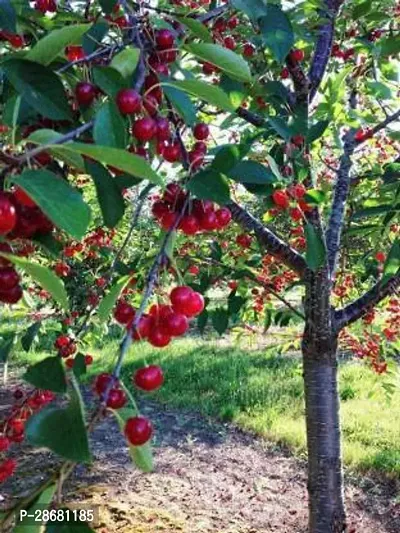 Platone Cherry Fruit Plant cherry plant 3434-thumb0