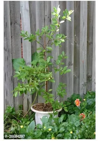 Platone Guava Plant YY11-thumb0