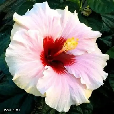 Platone Hibiscus Plant hibiscus plant 4023-thumb0