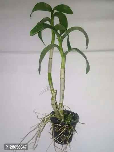 Platone Orchid Plant GHklj149-thumb0