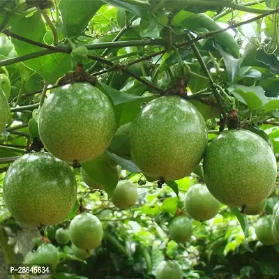 Platone Passion Plant PUSHPARGHYA_PASSION_FRUIT_PLANT