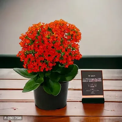 Platone Kalanchoe Plant KALNCHOE PLANT D322-thumb2