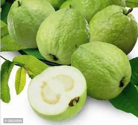 Platone Guava Plant TIGGauva5-thumb0