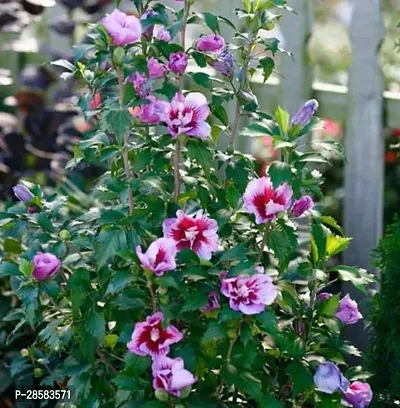 Platone Hibiscus Plant Hibiscus Plant ( Growth Hibiscus Plant )