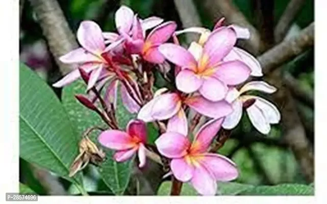 Platone Plumeria Plant Natural AUSSIE PINK PLUMERIA rare variety with pot-thumb2