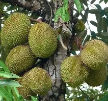 Platone Exotic Succulent Durian Fruit - Fruit PlantsTree-thumb1