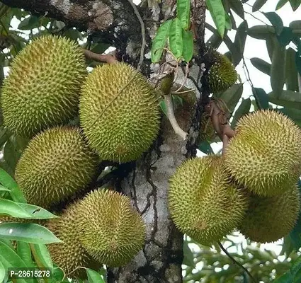 Platone Exotic Succulent Durian Fruit - Fruit PlantsTree-thumb2