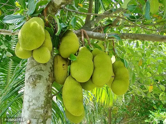 Platone Jack Fruit Plant JACKFRUIT2-thumb0