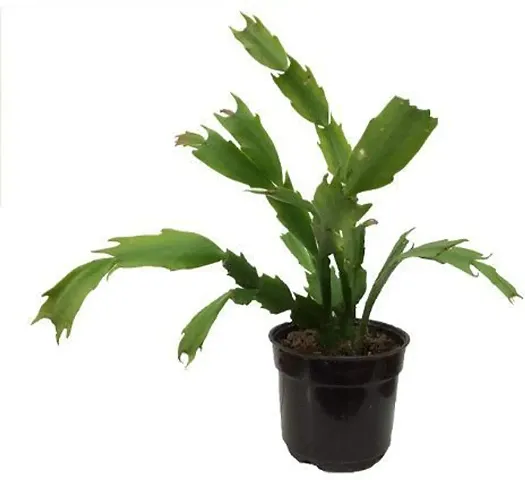 Best Selling Plant & Planters 