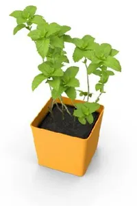 Platone Mint Plant ( herbal pudina ) Mint-thumb1