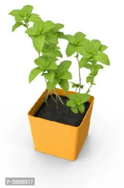 Platone Mint Plant ( herbal pudina ) Mint-thumb2