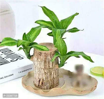 Brazil Bamboo Long Live Plant without Pot-thumb3