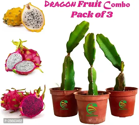 Platone Dragon Tree Dragon Fruit Combo Pack of 3- All Varieties Sulav-CFP3