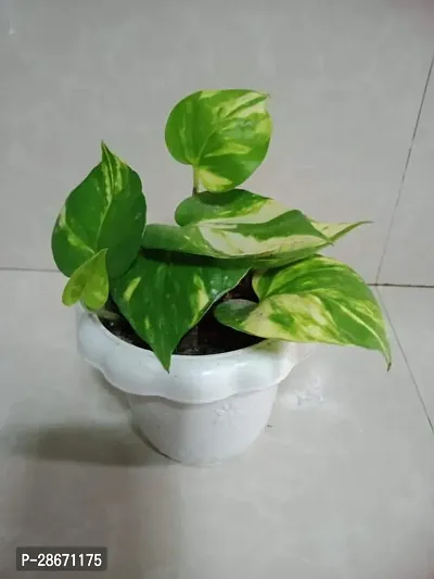 Platone Money Plant Money Plant For luck and DecorationPG01