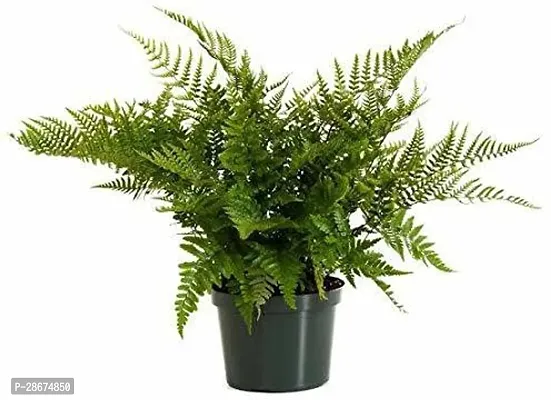 Platone Fern Plant fern60