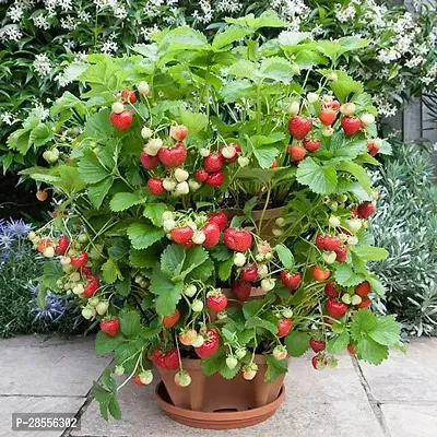 Platone Strawberry Plant STRAWBERRY LIVE PLANT FC114