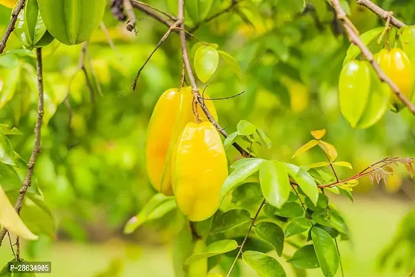 Platone Star Fruit Carambola Grafted Plant STAR FRUIT CARAMBOLA GRAFTED PLANT