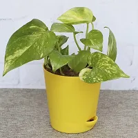 Platone Money Plant RTPLANT-10-thumb1