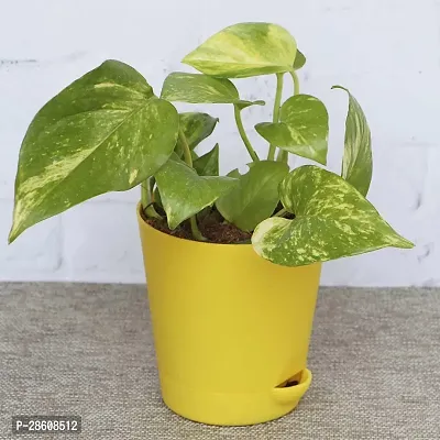 Platone Money Plant RTPLANT-10-thumb2