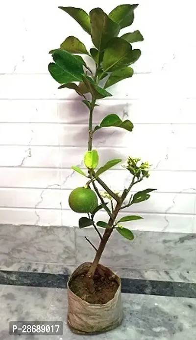 Platone Lemon Plant Seasonal lemon203-thumb2