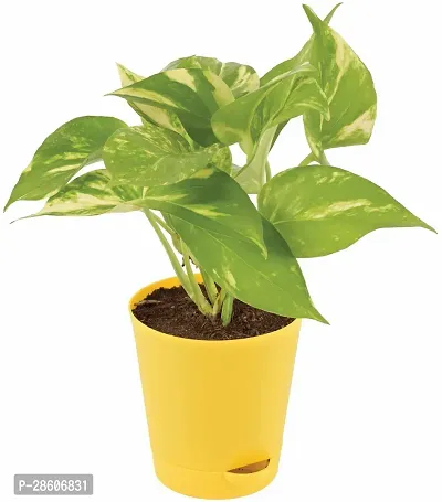 Platone Money Plant MONEY PLANT-thumb0