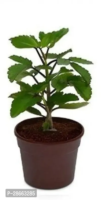 Platone Tulsi Plant tulsisingle5