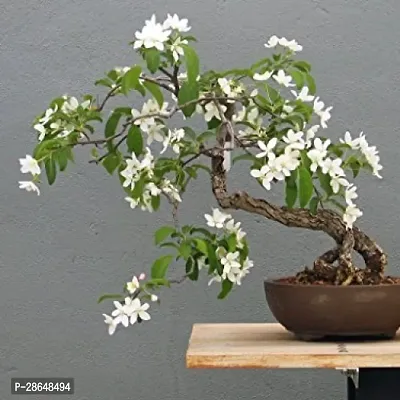 Platone Jasmine Plant T365265-thumb0