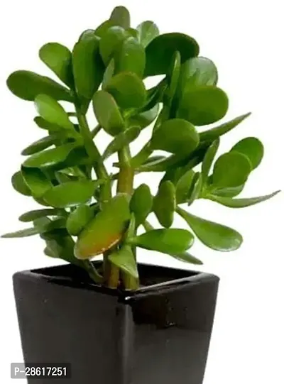 Platone Crasulla Ovata Plant Plants 300-thumb0