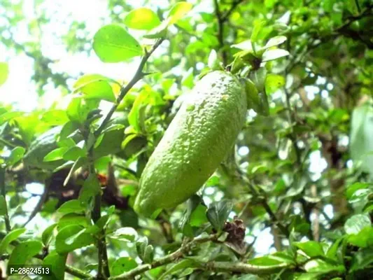 Platone Lemon Plant Finger lemon