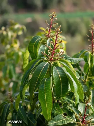 Platone Mango Plant Mango Plant046-thumb0