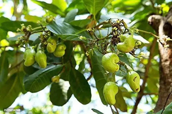 Platone Cashew Apple Plant HHL;S62