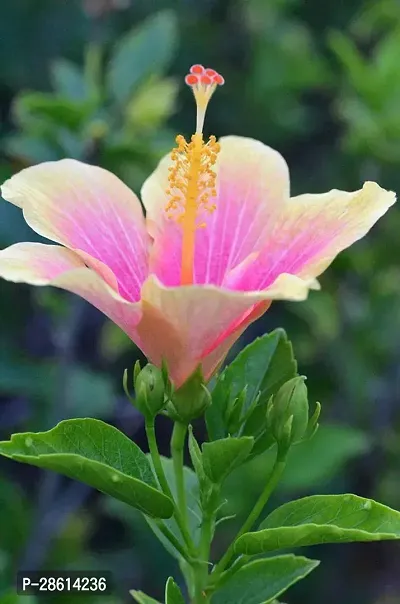 Platone Hibiscus Plant Hibiscus White Plant CF70042