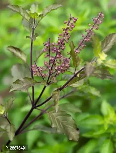 Platone Tulsi Plant TULSIPLANT-045