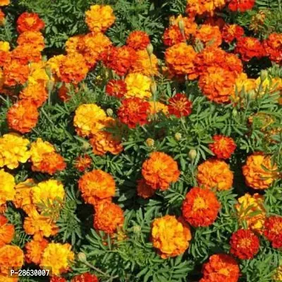 Platone Marigold Plant Plants Garden Marigold Jafri Flower-thumb3