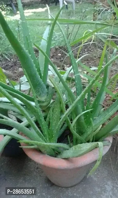 Platone Aloe Vera Plant AARA11-thumb0