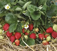 Platone Strawberry Plant Plant02-thumb1