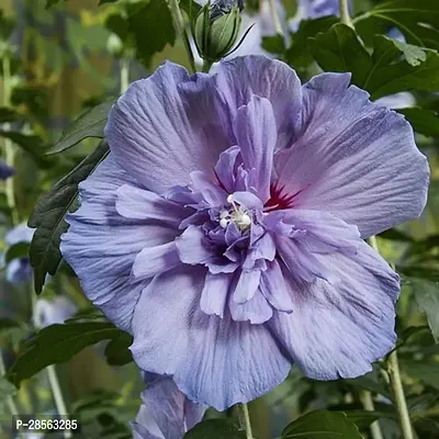 Platone Hibiscus Plant Hibiscus BlueWhite Plant CF062-thumb0