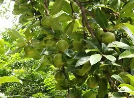 Platone Elephant Creeper plant Elephant AppleChalt Furit Plant-thumb2