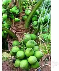 Platone Coconut Plant Gardens Rare Coconut Live Plant - Dwarf Coconut 18th Patta Sprouted Seed Kerala Cocanut Tree Plant (1 Plant)-thumb1