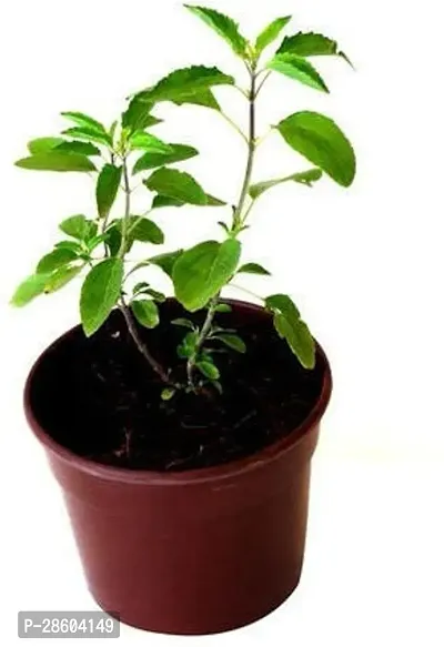 Platone Tulsi Plant tulsi plant 0016-thumb0