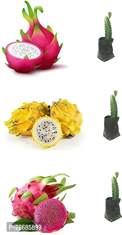 Platone Dragon Tree Dragon Fruit Tree-thumb0