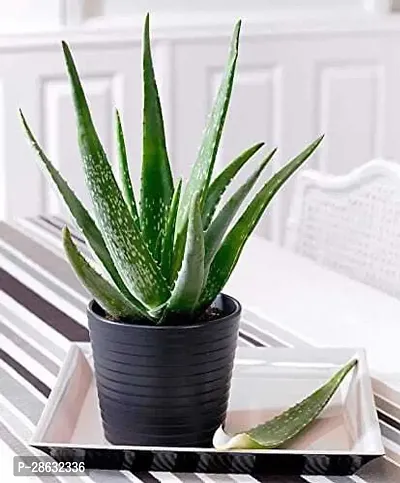 Platone Aloe Vera Plant Aloevera Live PlantMedicinal Live Plant A18-thumb0